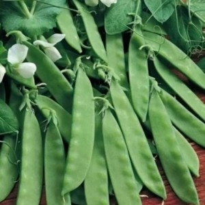 BALIKESİR YAPRAK BEZELYE BALIKESİR YAPRAK BEZELYE