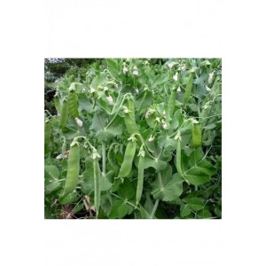 BALIKESİR YAPRAK BEZELYE