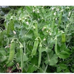 BALIKESİR YAPRAK BEZELYE